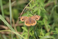 Junonia