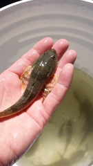 Leptocottus