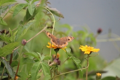 Junonia