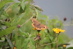 Junonia