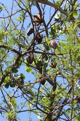 Aristolochia littoralis