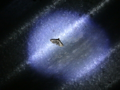 Marasmia cochrusalis