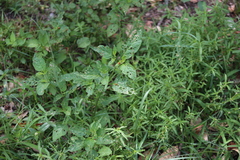 Henosepilachna vigintioctopunctata