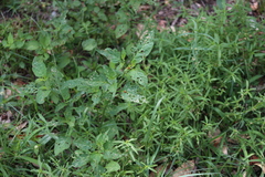 Henosepilachna vigintioctopunctata