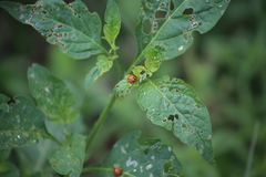 Henosepilachna vigintioctopunctata