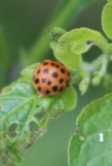 Henosepilachna vigintioctopunctata