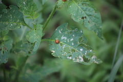 Henosepilachna vigintioctopunctata
