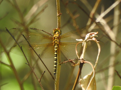 Hydrobasileus brevistylus