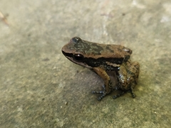 Mannophryne trinitatis