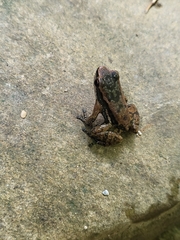 Mannophryne trinitatis