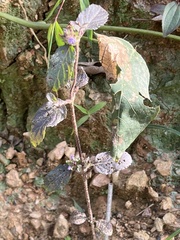 Perilla frutescens