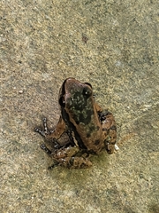 Mannophryne trinitatis