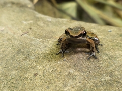 Mannophryne trinitatis