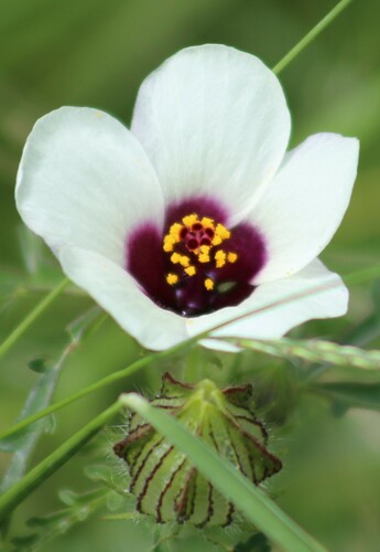 Image of Hibiscus tridactylites by (c) Martin Rady, some rights reserved (CC BY)