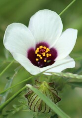 Hibiscus trionum