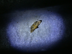 Microthyris lelex