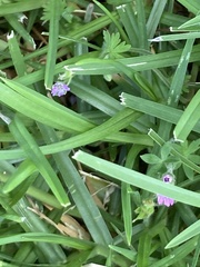 Geranium dissectum