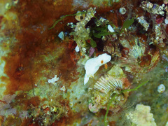 Verconia simplex