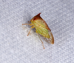 Stictolobus borealis