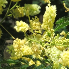 Stictia