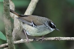 Sericornis frontalis frontalis