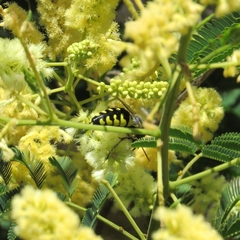 Stictia