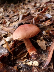 Cortinarius quercoarmillatus