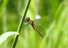 Hydrobasileus brevistylus