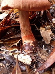 Cortinarius quercoarmillatus