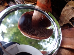 Cortinarius quercoarmillatus