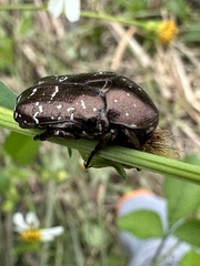 Protaetia orientalis sakaii