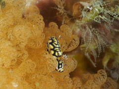 Hypselodoris jacksoni