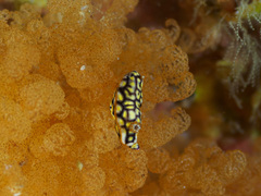 Hypselodoris jacksoni