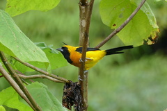 Icterus chrysater