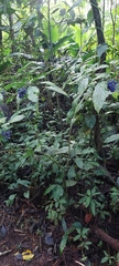 Palicourea cyanococca