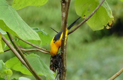 Icterus chrysater