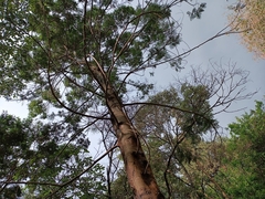 Dasineura rubiformis