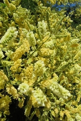 Senegalia bonariensis
