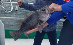 Sebastes melanops