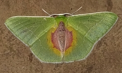 Nemoria astraea
