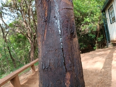 Dasineura rubiformis