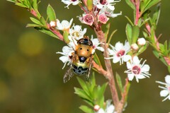 Austalis pulchella