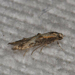 Blastodacna atra