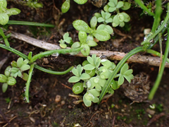 Alchemilla arvensis
