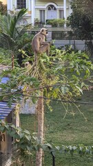 Semnopithecus entellus