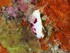 Goniobranchus splendidus