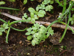 Alchemilla arvensis