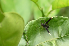 Parachartergus apicalis