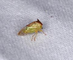 Stictolobus borealis