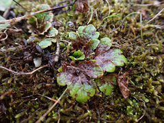 Sanicula arctopoides